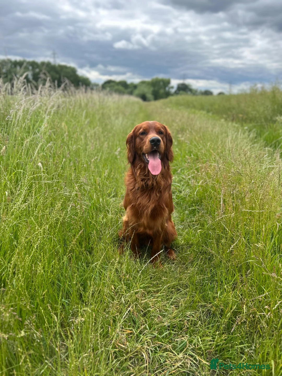 Mixed Breed dogs for stud: Golden Retriever x Irish Setter - Advert 12