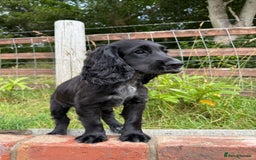 Cocker Spaniel dogs for sale: FULLY VACCINATED Black FEMALE cocker spaniel in Mold - Image 5