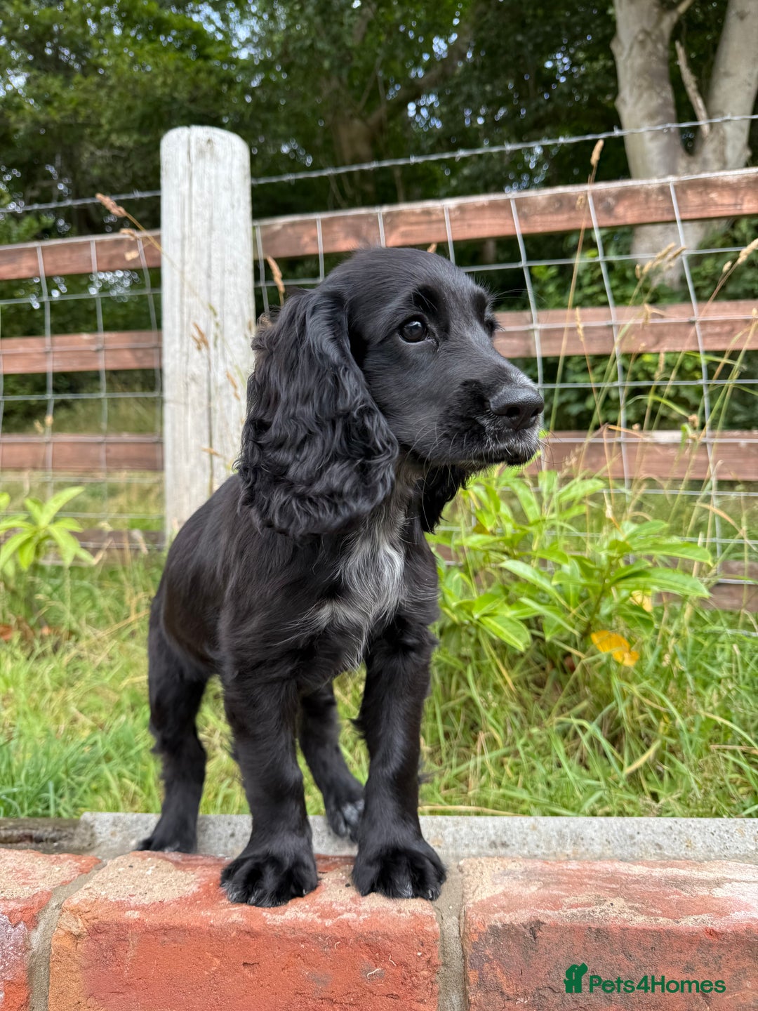 Cocker Spaniel dogs for sale: FULLY VACCINATED Black FEMALE cocker spaniel in Mold - Image 5