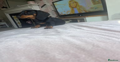 Miniature Dachshund dogs - Advert 7