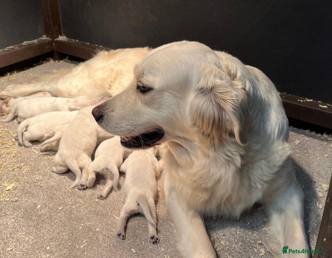 Golden Retriever dogs for sale: Beautiful Golden Retriever Puppies  - Advert 2