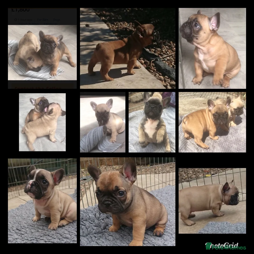 French Bulldog dogs for stud: Henri show winning red fawn stud  - Advert 24