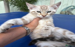 Savannah cats for sale: Superb snow leopard boys - Image 22