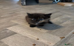 Mixed Breed cats for sale: kittens for sale - Image 1
