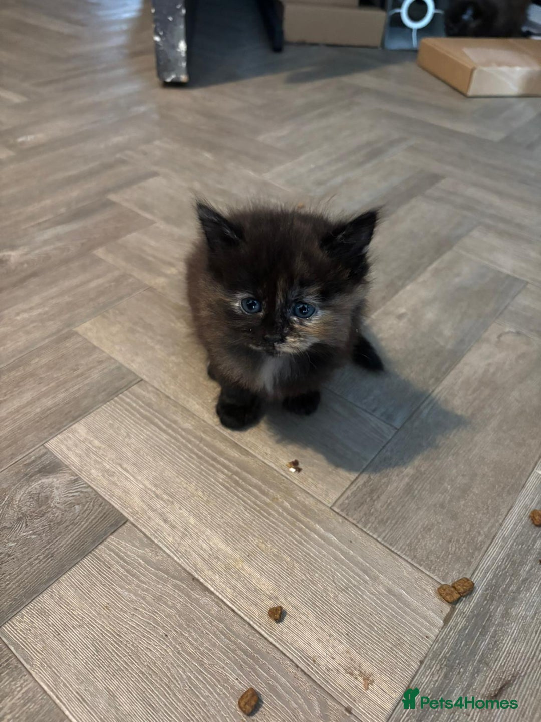 Mixed Breed cats for sale: kittens for sale - Image 1