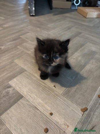 Mixed Breed cats - Advert 11