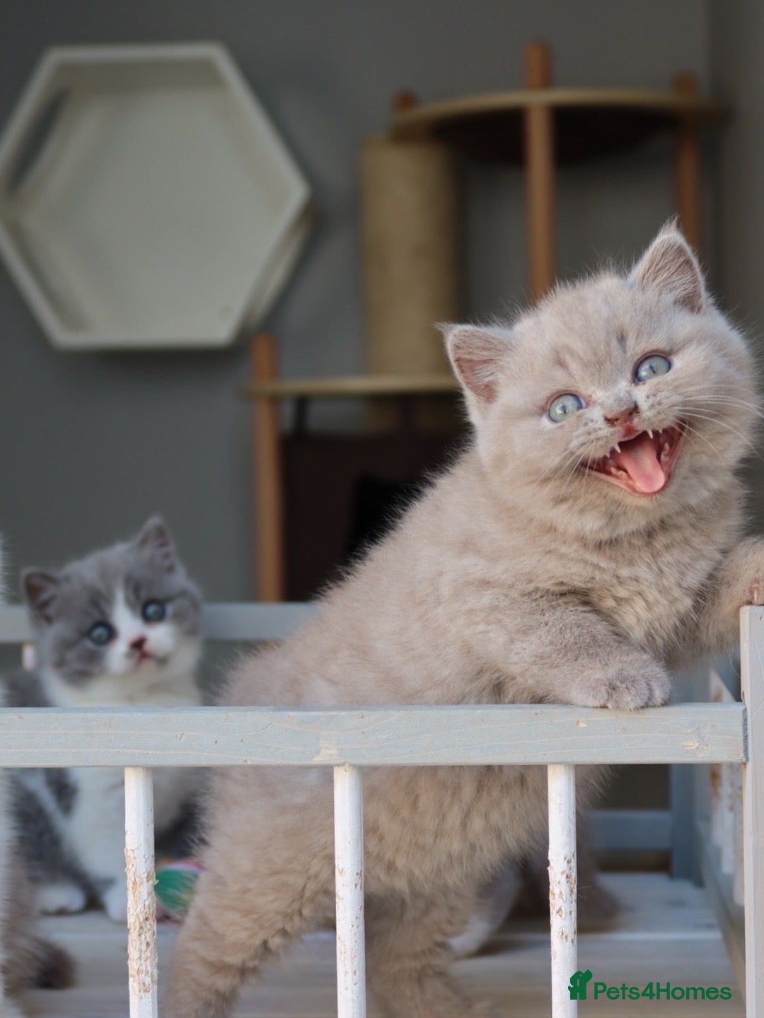 British Shorthair cats for sale: Stunning British shorthair available last girl  - Image 15