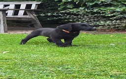 Double Doodle dogs for sale: Just two girls left. Looking for forever homes - Image 10