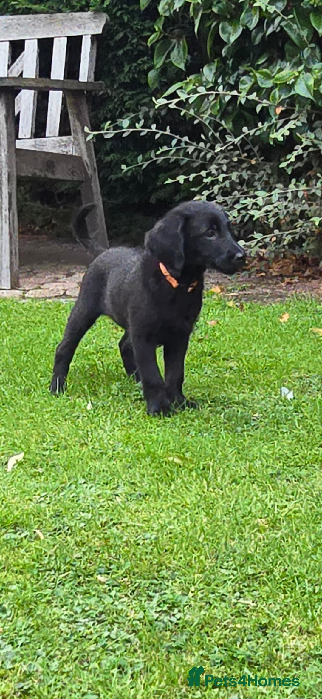 Double Doodle dogs for sale: Just two girls left. Looking for forever homes - Image 10