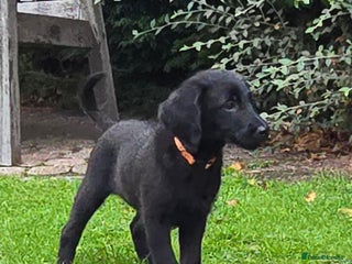 Double Doodle dogs 🐾 Hi... We’re the Last Two Double Doodle Pups 🐾 - Advert 7