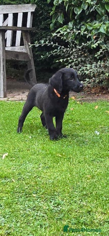 Double Doodle dogs 🐾 Hi... We’re the Last Two Double Doodle Pups 🐾 - Advert 15