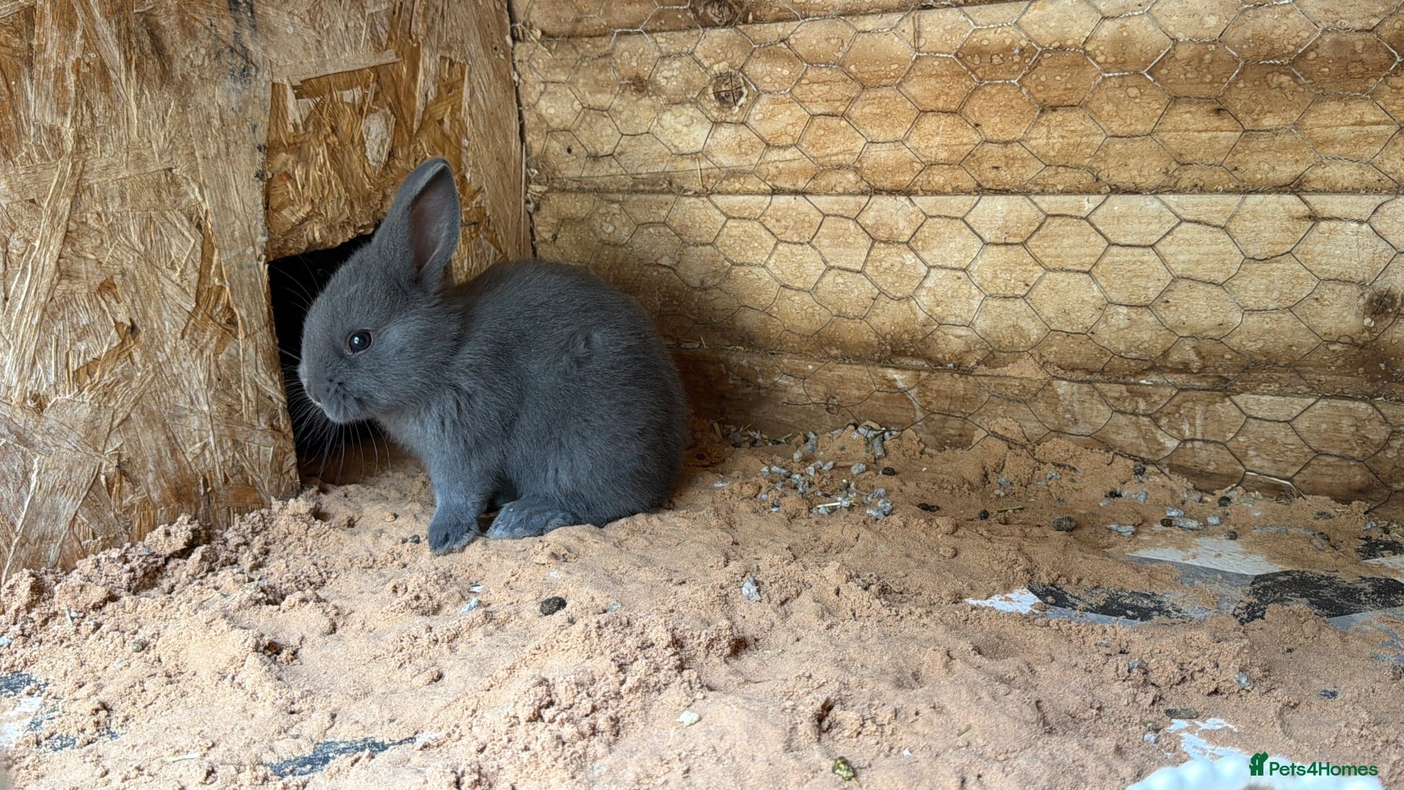 Mixed Breed rabbits Holicer collection 9th August  - Advert 2