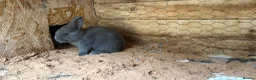 Mixed Breed rabbits for sale: Holicer Ready - Advert 3