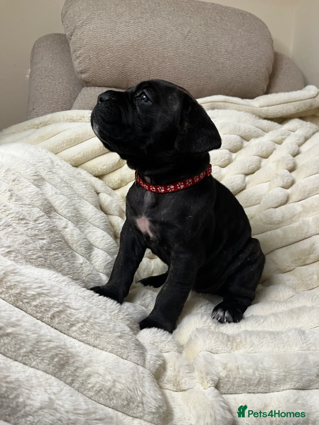 Cane Corso dogs for sale: Cane Corso Puppies  - Advert 27