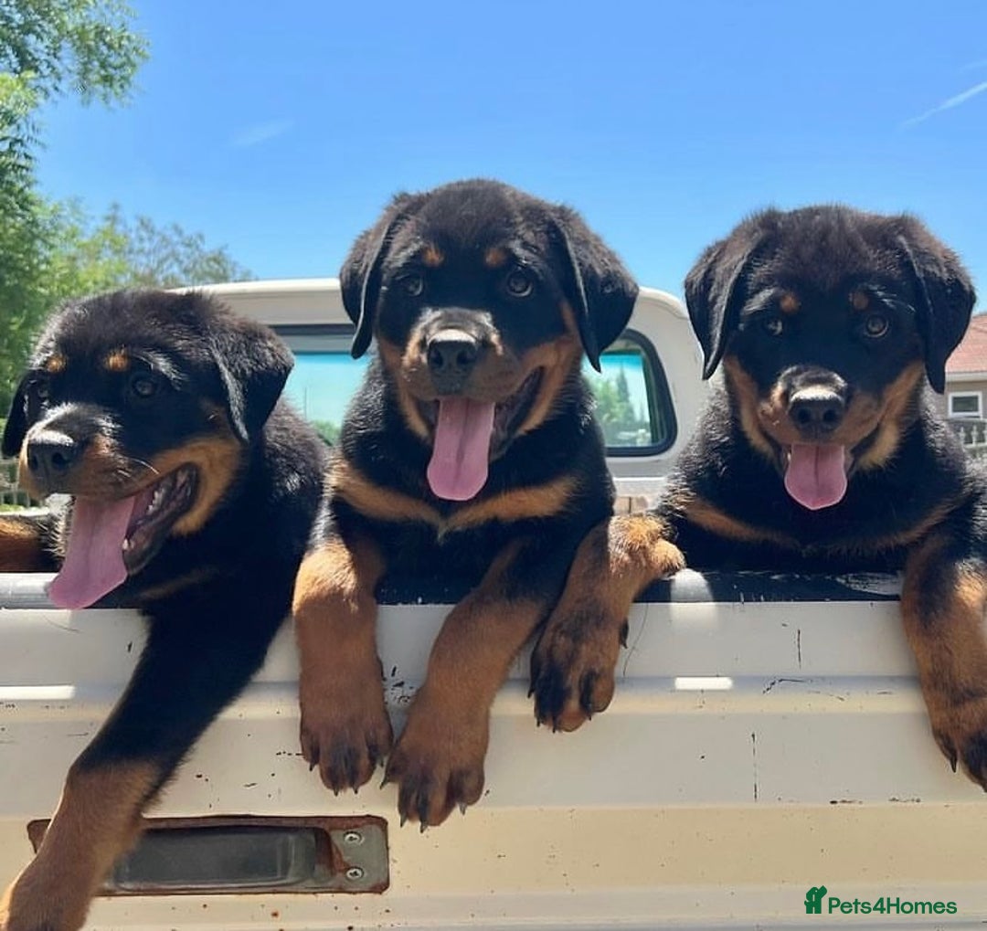 Rottweiler dogs for sale: 🐾 Beautiful Rottweiler Puppies Ready🐾 - Image 2