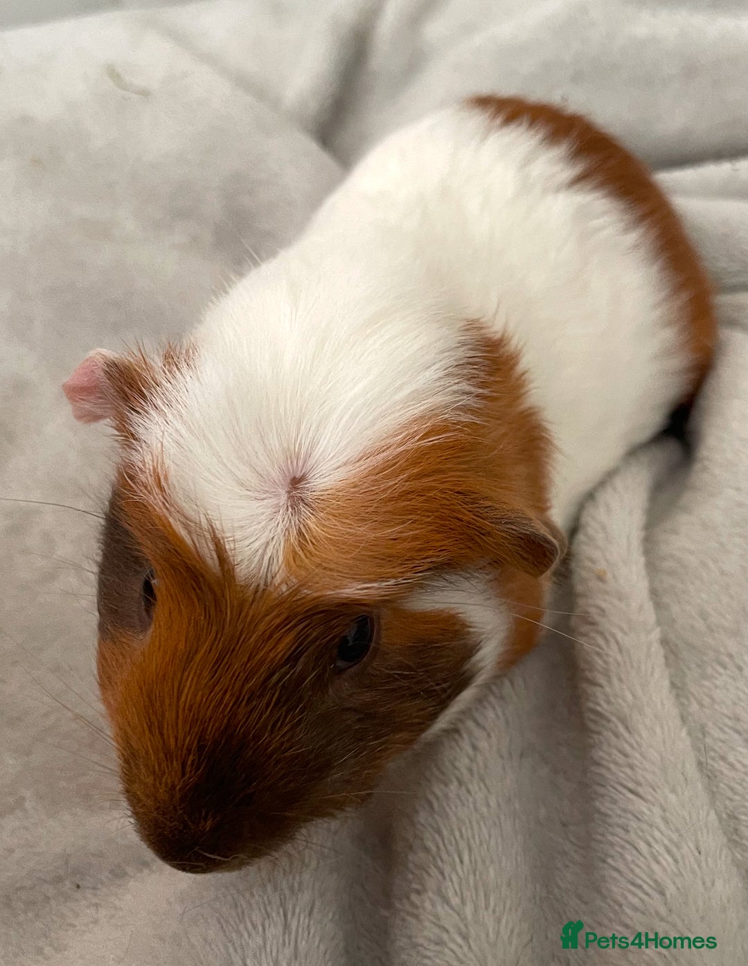 Guinea Pig rodents for sale: Male baby guinea pigs  - Image 3