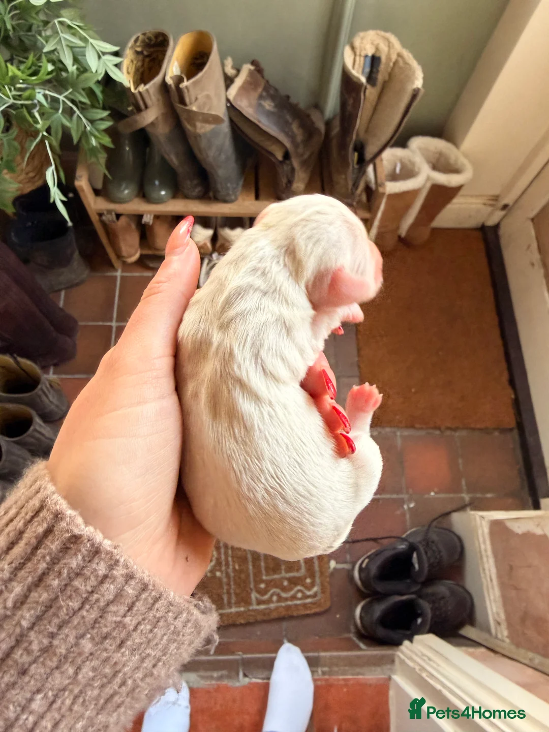 Miniature Dachshund dogs for sale: Exceptional mini dachshunds creams dapples  - Advert 3