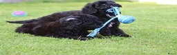 Cavapoo dogs for sale: Beautiful Cavapoo puppies for sale - Advert 28