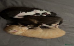 Domestic Shorthair cats for sale: Domestic Shorthair Kittens  - Image 5