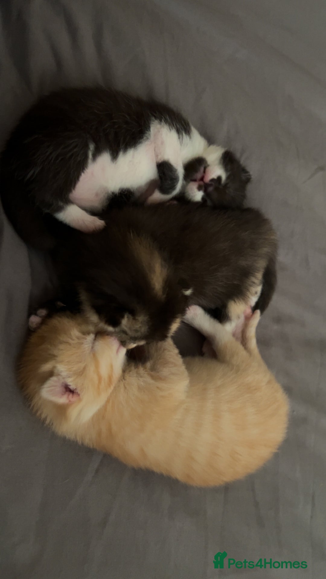 Domestic Shorthair cats for sale: Domestic Shorthair Kittens  - Image 5
