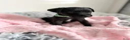 Patterdale Terrier dogs for sale: Patterdale puppies  - Advert 9