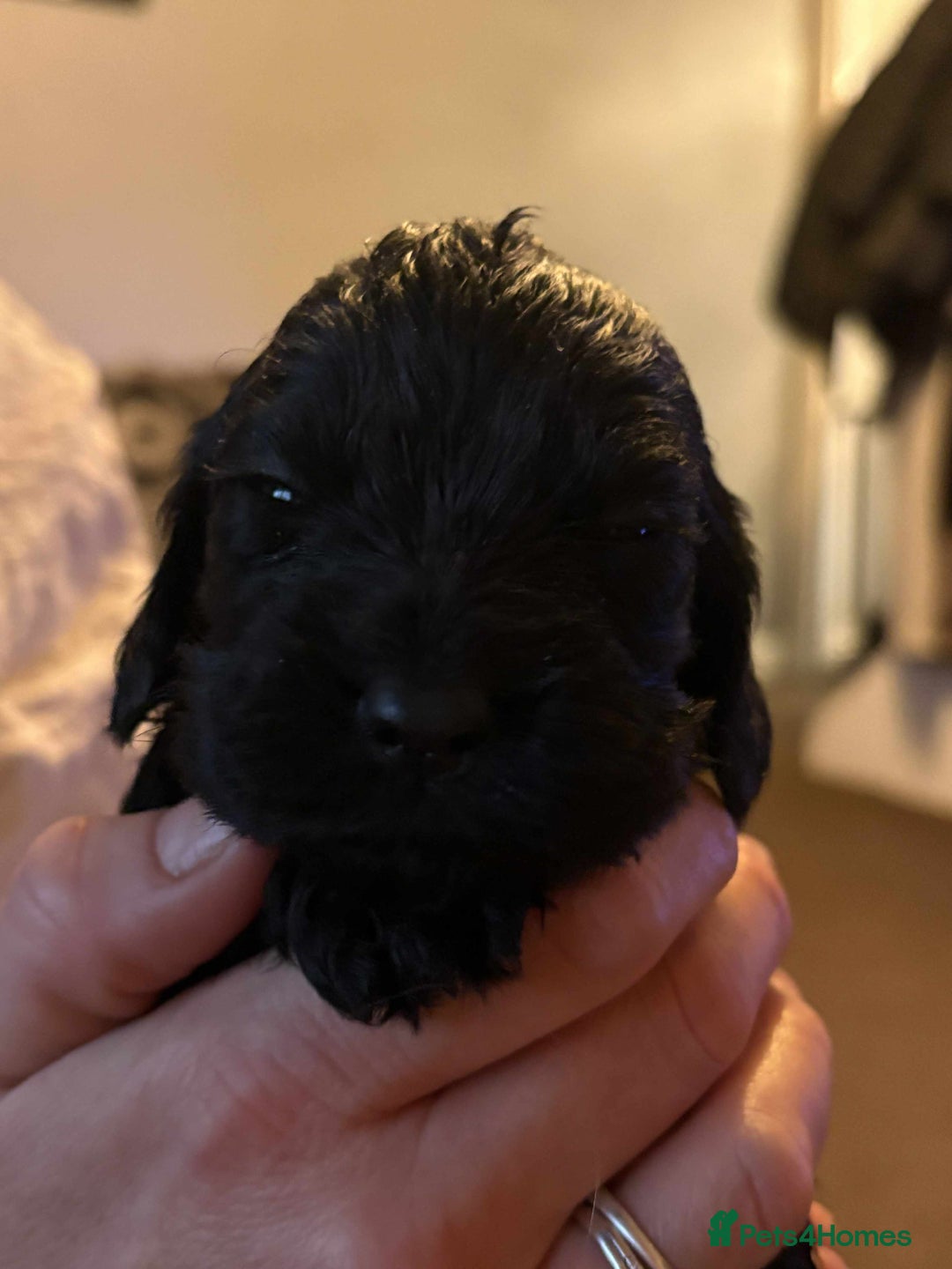 Cockapoo dogs for sale: Stunning litter of cockapoos  - Advert 18