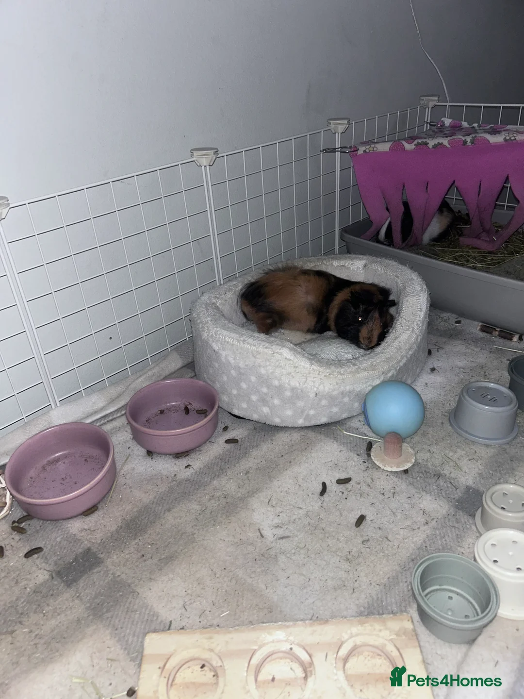 Guinea Pig rodents for sale: piglet and roo in London - Advert 6