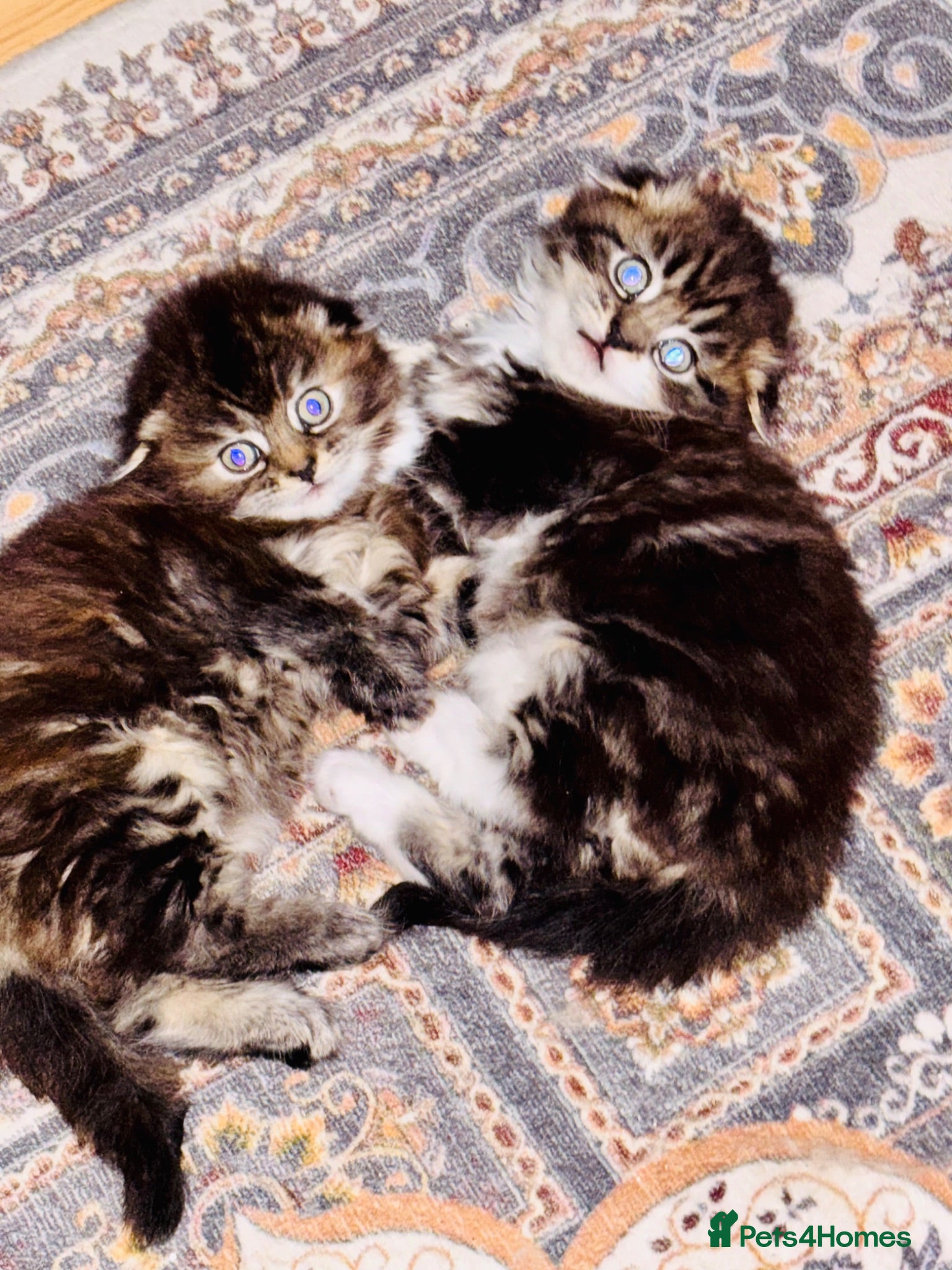Scottish Fold cats Scotish fold long hair - Advert 5