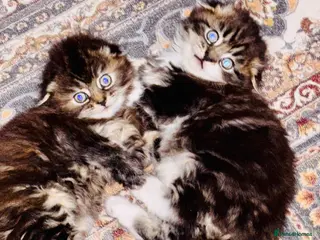 Scottish Fold cats Scotish fold long hair - Advert 5