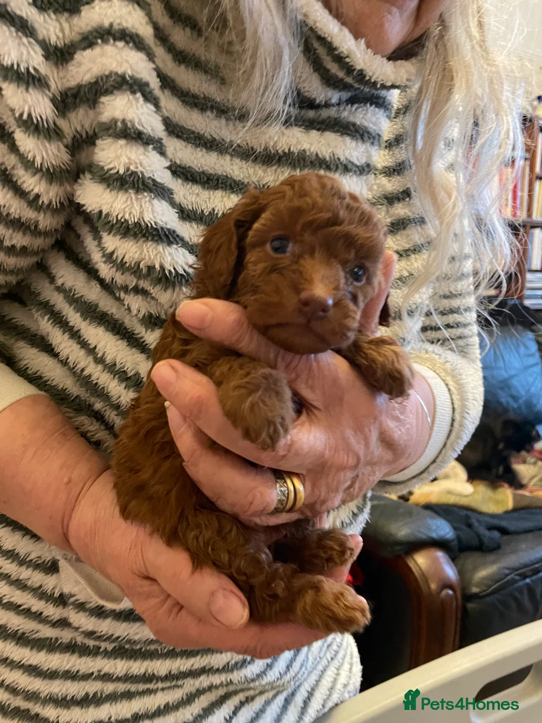Toy Poodle dogs for sale: Fully Heath tested and checked Toy Poodle puppies - Advert 10