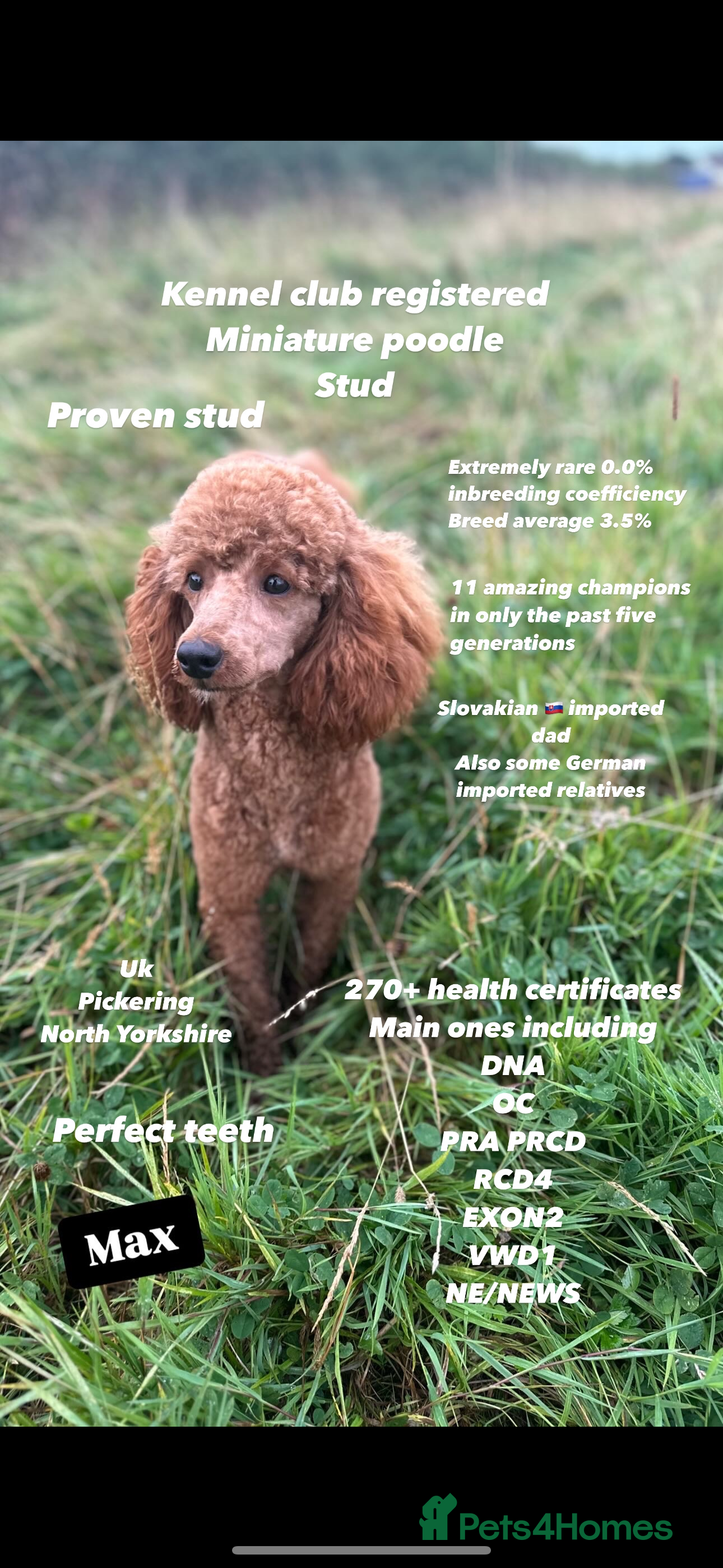 Miniature Poodle dogs HALF SVK IMP MINIATURE POODLE 🧬270+ health checks in Pickering - Advert 7