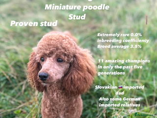 Miniature Poodle dogs in Pickering - Advert 17