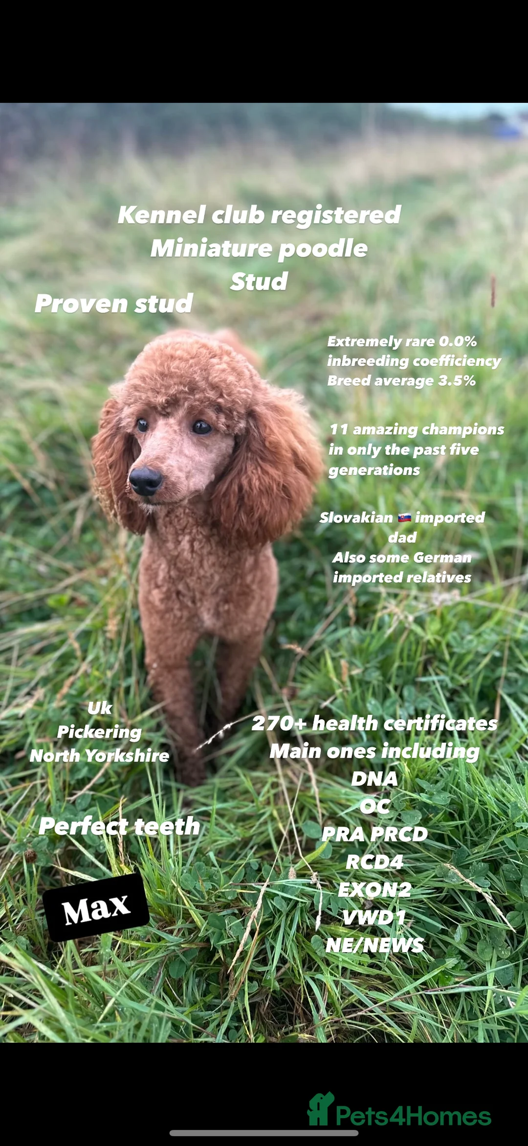Miniature Poodle dogs for stud: HALF SVK IMP MINIATURE POODLE 🧬270+ health checks in Pickering - Advert 1