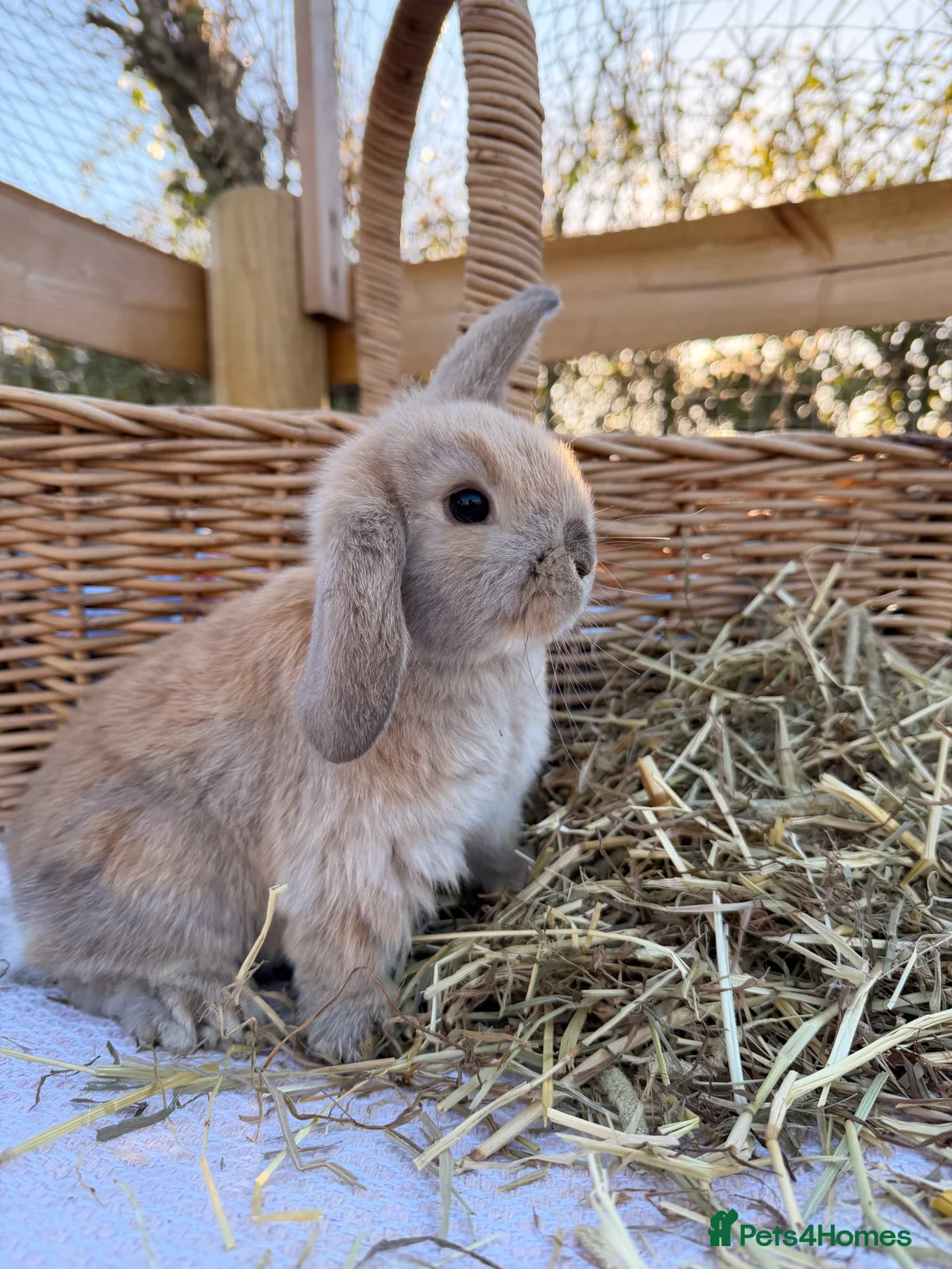 Mini Lop rabbits for sale: Mini Lop bunnies  - Advert 38