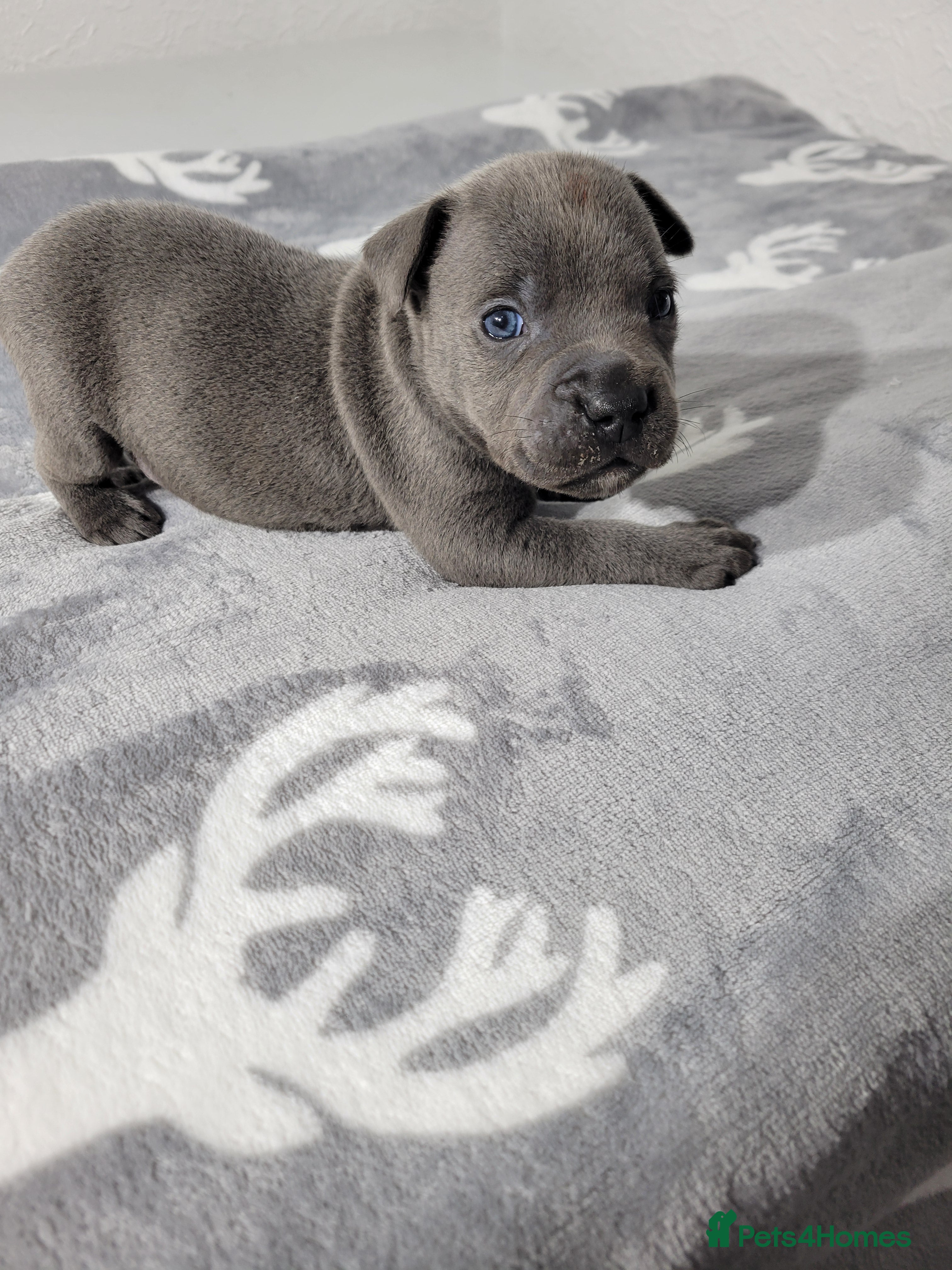 Staffordshire Bull Terrier dogs Blue KC staffys - Advert 14