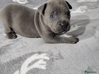 Staffordshire Bull Terrier dogs Blue KC staffys - Advert 12