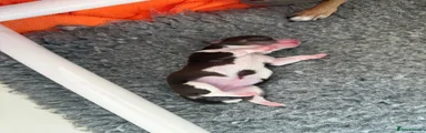 Chihuahua 3