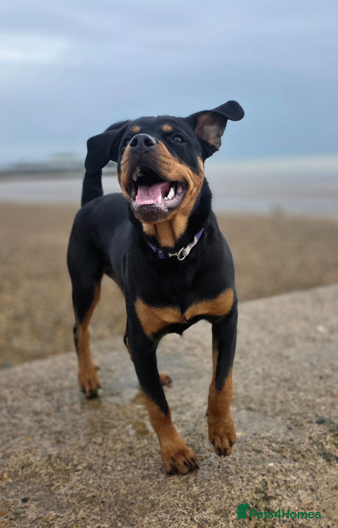 Rottweiler dogs Beautiful 8 month old Rottweiler  - Advert 1