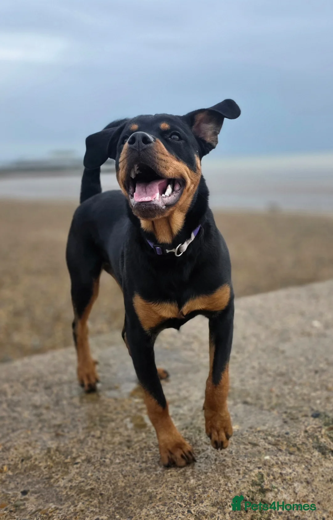 Rottweiler dogs for sale: Beautiful 8 month old Rottweiler  - Advert 1