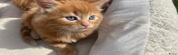 Mixed Breed cats for sale: Cats for sale  in Harlow - Advert 3