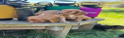Cocker Spaniel dogs for sale: Ready to leave 2 golden boys  - Advert 6