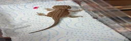 Bearded Dragon reptiles for sale: Red monster 👹 x hypo zero bearded dragons - Advert 6