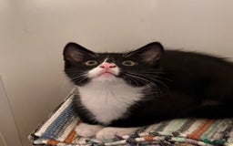 Mixed Breed cats for sale: Kitten for sale (14 weeks old)  - Image 8