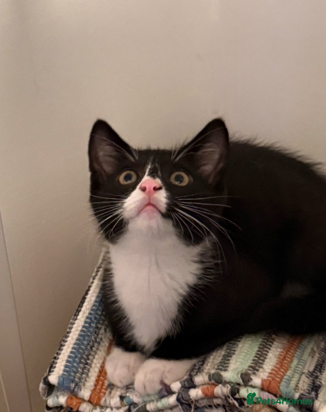 Mixed Breed cats for sale: Kitten for sale (14 weeks old)  - Image 8