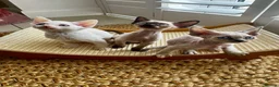 Devon Rex cats for sale: Exceptional FIFe Devon Rex Kittens 2 left only  - Advert 6