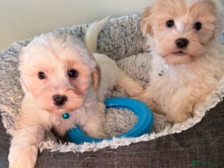 Shihpoo dogs Toy Shih-Poo Puppies (Shih-Tzu x Toy Poodle) - Advert 4