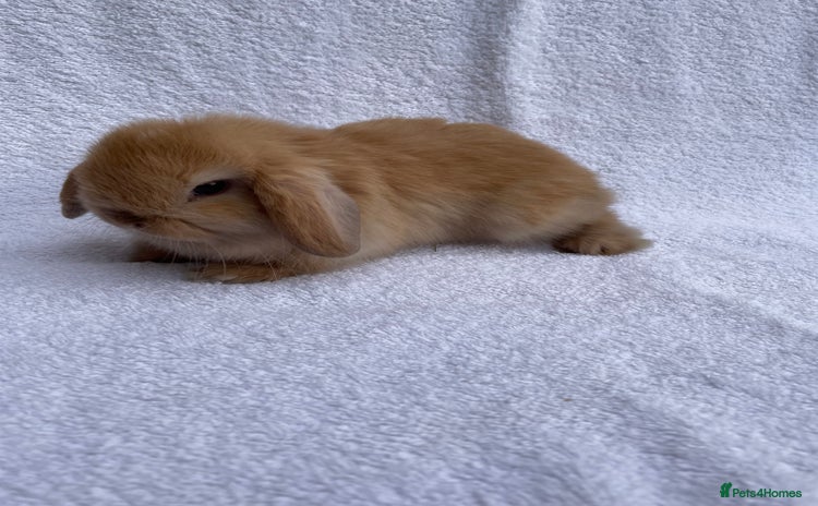 Mini Lop rabbits - Advert 2