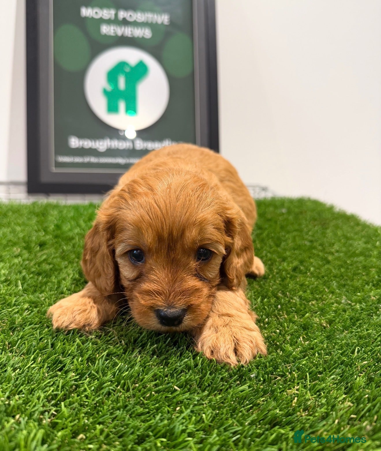 Cavapoo dogs for sale: Stunning F1 Cavapoo's 🧬 Health Tested Parents - Advert 2