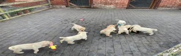 Labrador Retriever dogs for sale: Beautiful Labrador Puppies - Advert 5