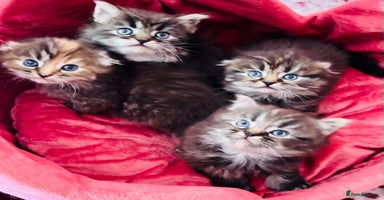 Scottish Fold cats - Advert 14